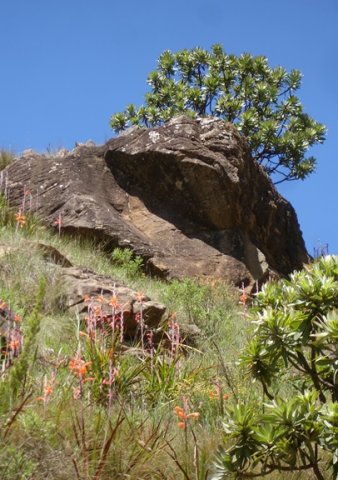 Watsonia pillansii in habitat